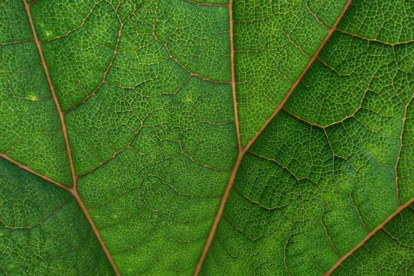 Photo Skyscrapers, Green spaces