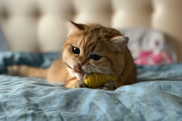 Photo 1 Innovation 2 Challenges