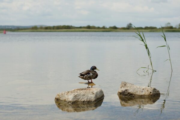 Photo Wetlands: Biodiversity