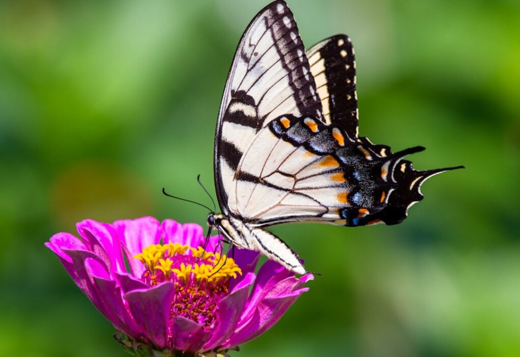 Photo Community garden