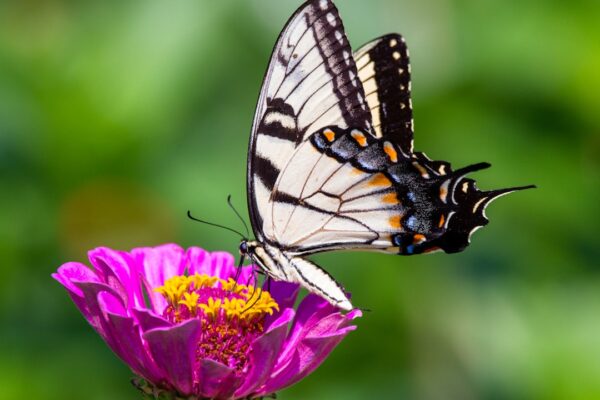 Photo Community garden