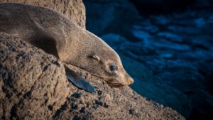 Photo Seal colony