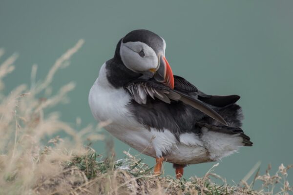 Photo Puffin colony