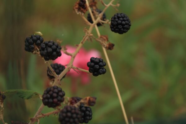 Photo Wild blackberries