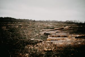 Photo Woodland clearing
